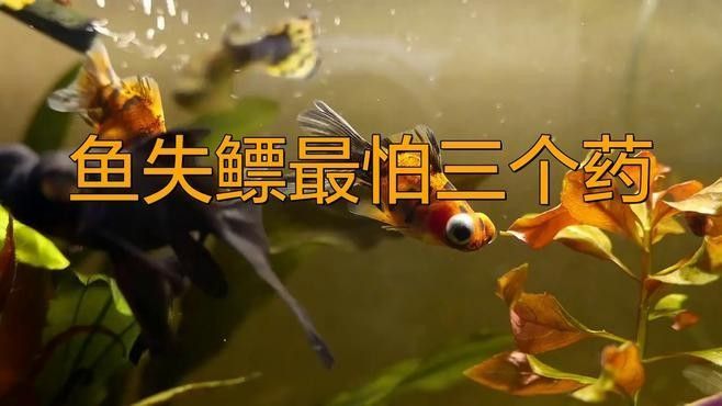 銀龍魚豎著頭朝下