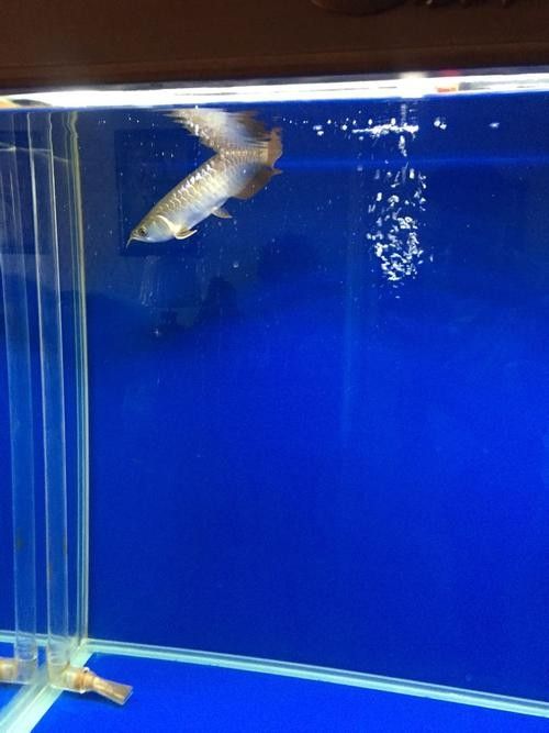 銀龍魚豎著頭朝下