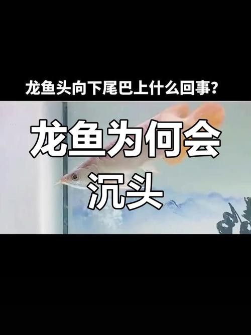 銀龍魚豎著頭朝下