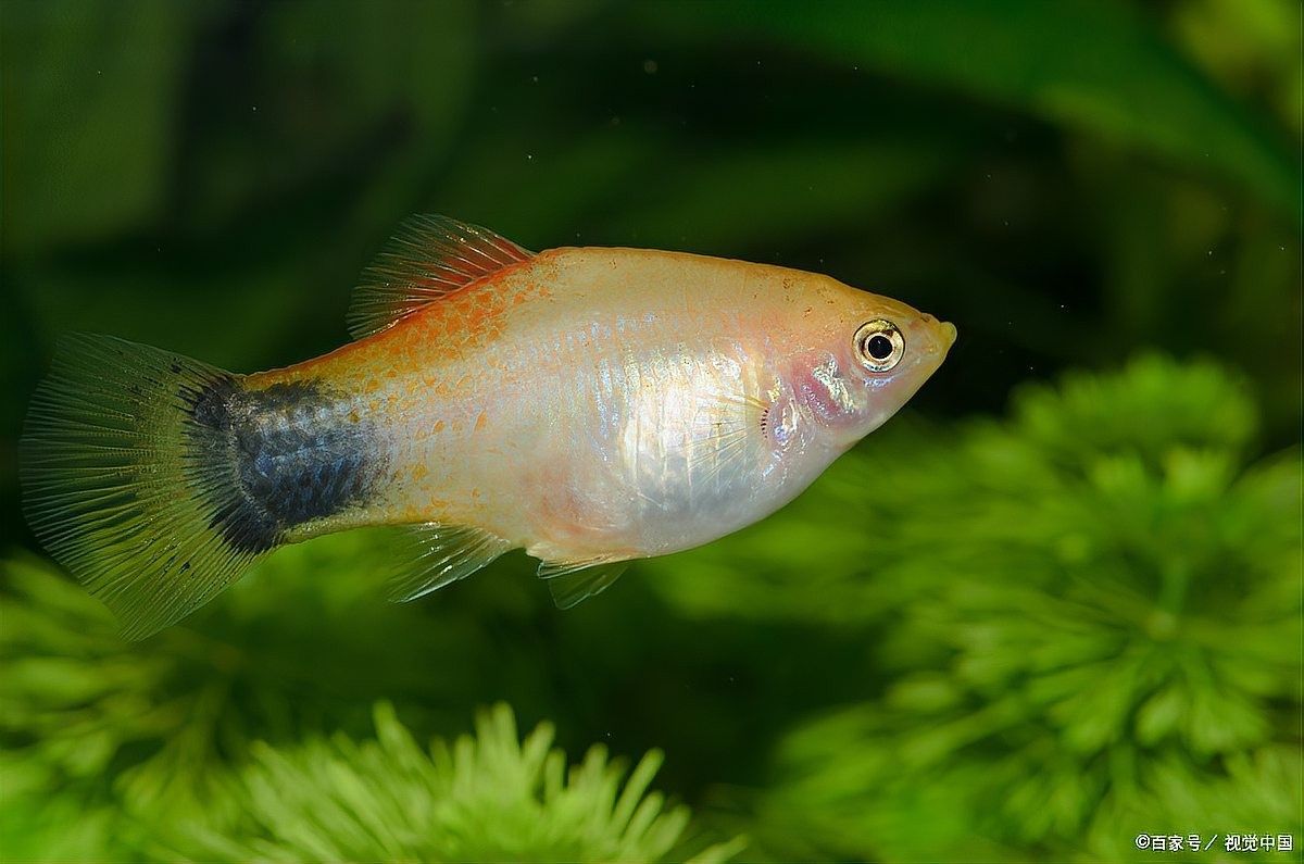 銀龍魚豎著頭朝下