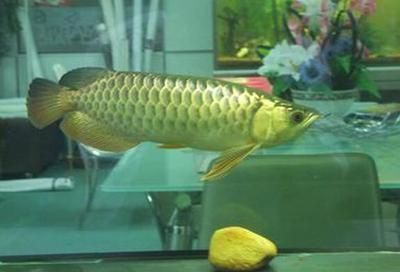 上海長城杯龍魚比賽為啥會死魚（上海長城杯龍魚比賽發生死魚事件主要原因是水質問題）