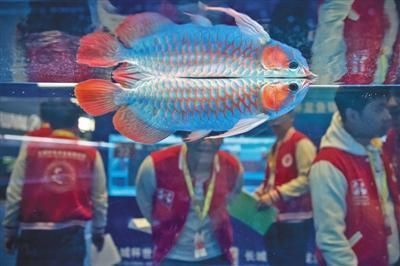 上海長城杯龍魚比賽為啥會死魚（上海長城杯龍魚比賽發生死魚事件主要原因是水質問題）
