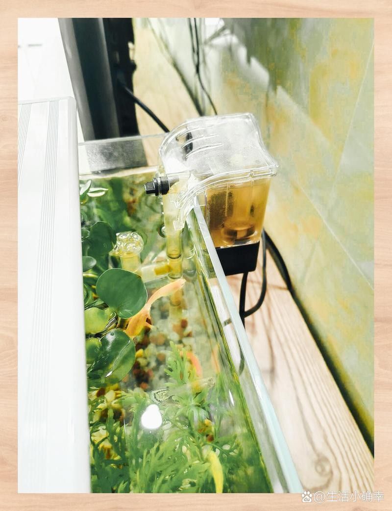 龍魚和烏龜混養需要哪些過濾器？