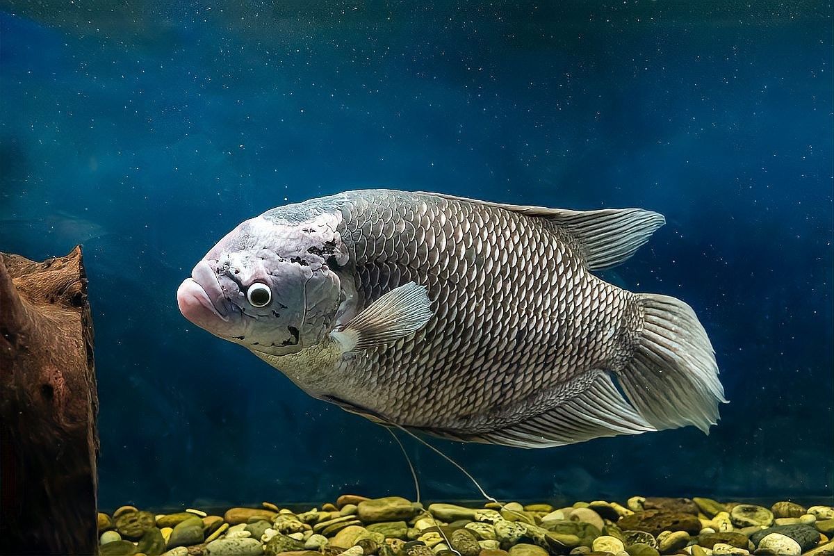 龍魚感染內(nèi)寄或外寄會自愈嗎？