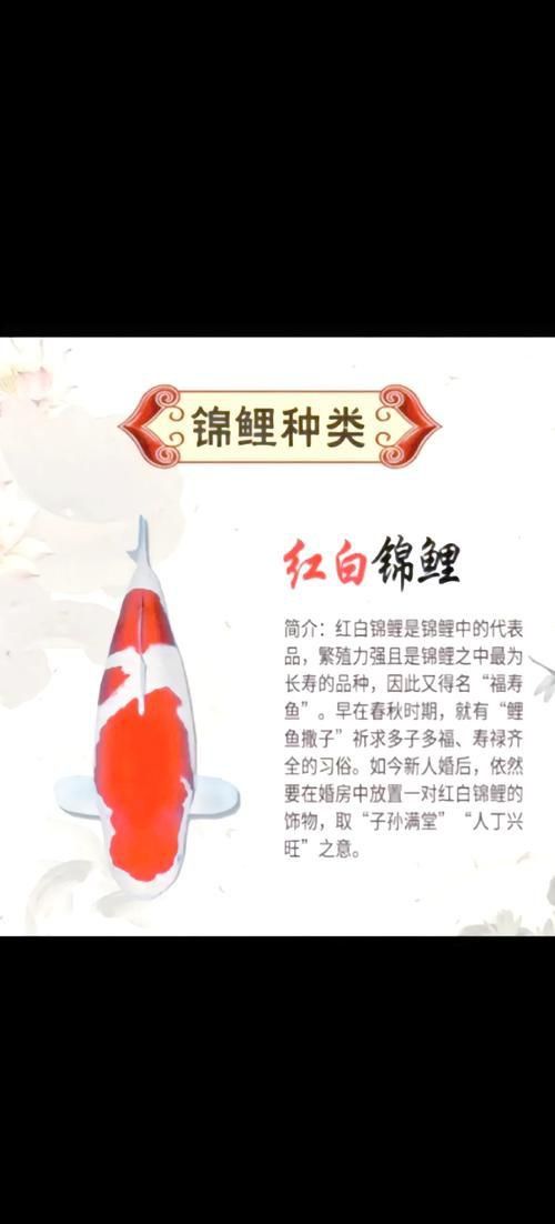 錦鯉26個品種圖解