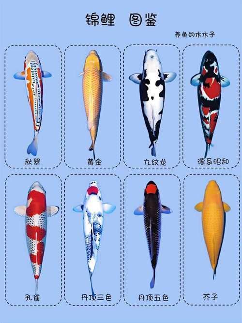 錦鯉26個品種圖解