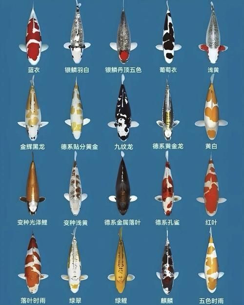 錦鯉26個品種圖解