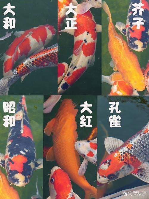 錦鯉26個品種圖解