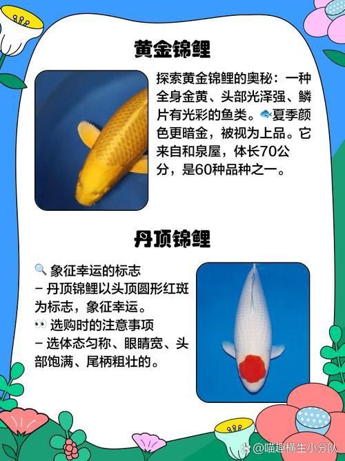 錦鯉26個品種圖解