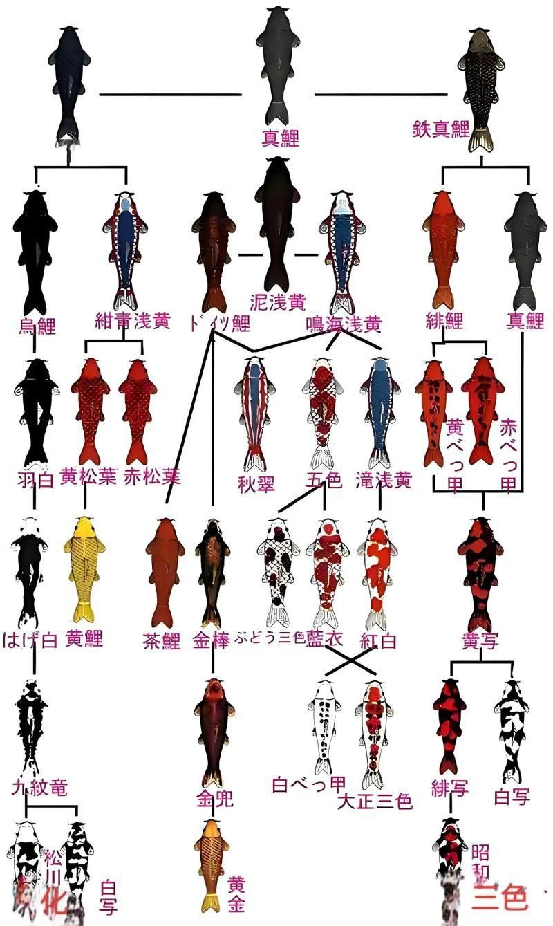 錦鯉26個品種圖解