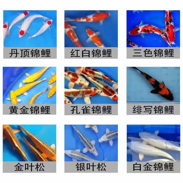 錦鯉26個品種圖解