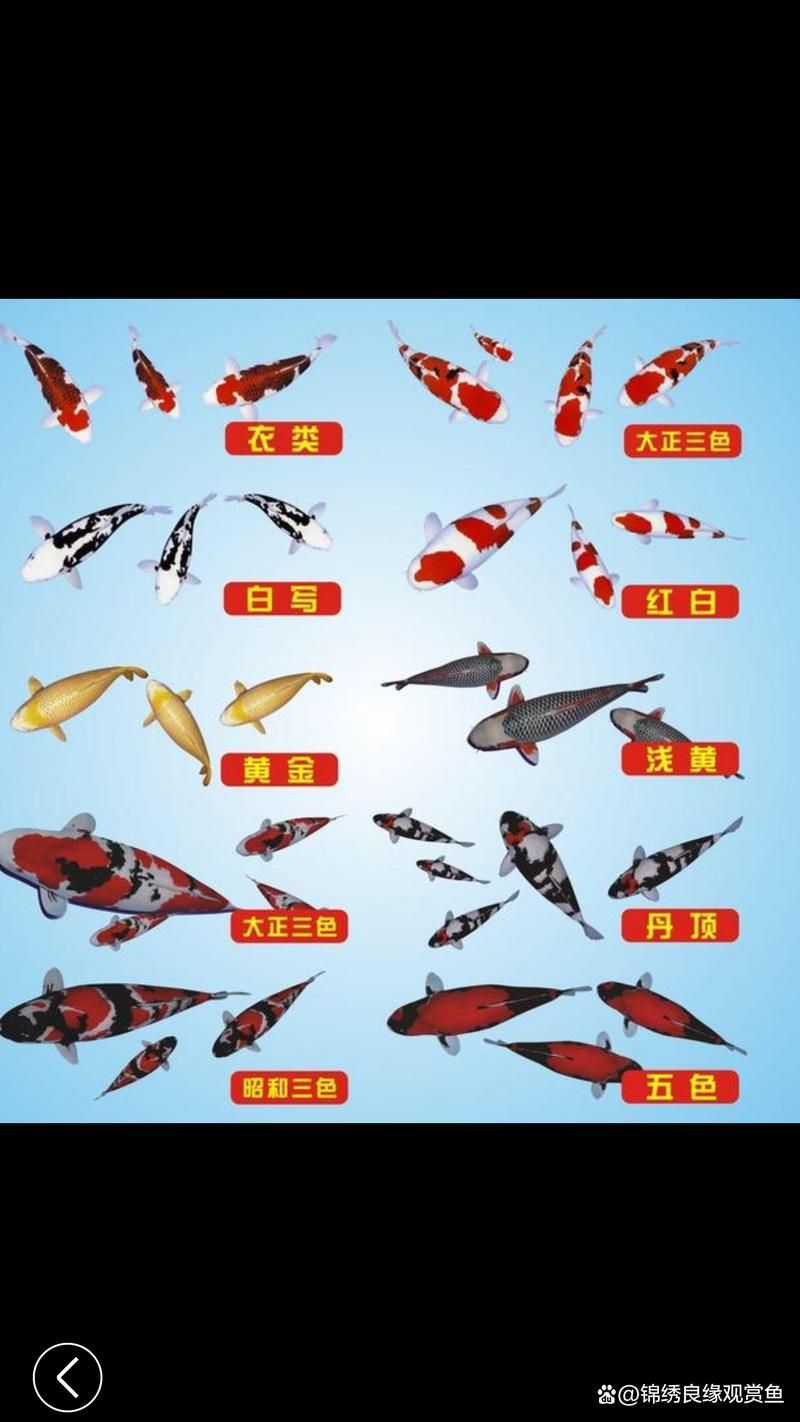 錦鯉26個品種圖解