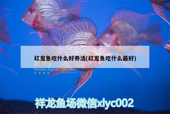 紅龍魚最愛吃什么飼料（紅龍魚成年飼料品牌，紅龍魚發(fā)色飼料效果）