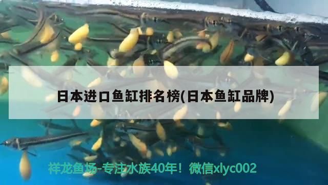 日本進口魚缸排名榜(日本魚缸品牌)