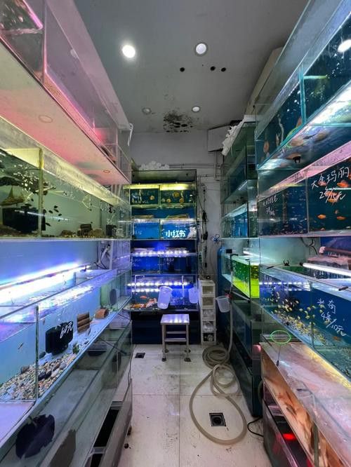 內江龍魚專賣店