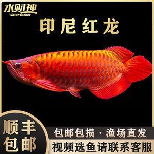 藍鯊和曼龍魚混養：藍鯊可以和什么魚混養