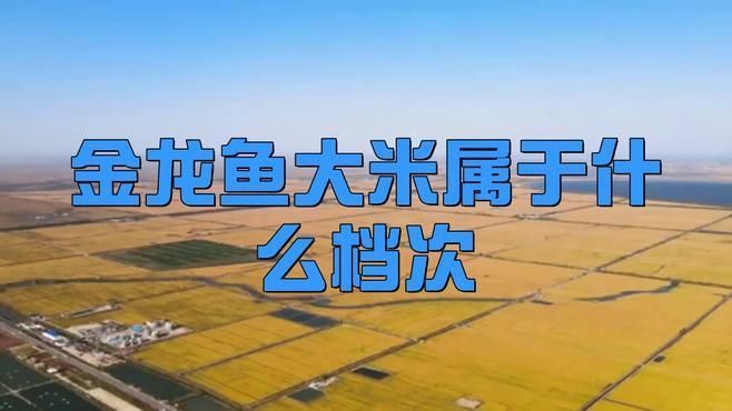 金禾金龍魚屬于什么檔次