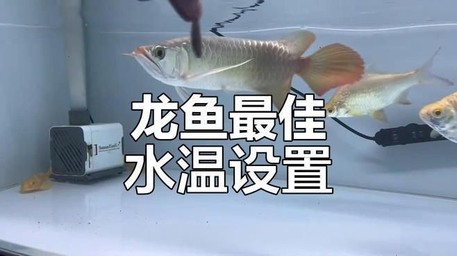 龍魚適合的水溫范圍