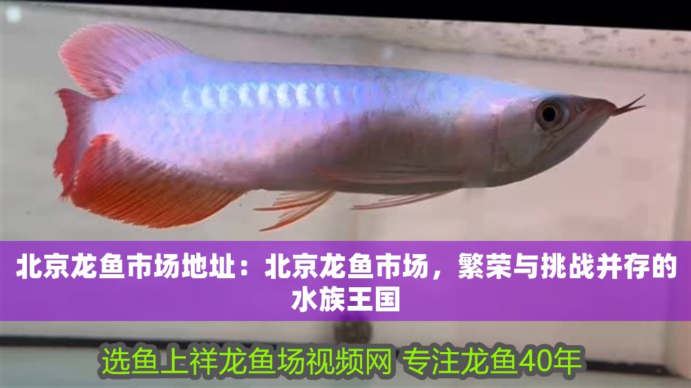 北京龍魚市場(chǎng)地址：北京龍魚市場(chǎng)，繁榮與挑戰(zhàn)并存的水族王國(guó)