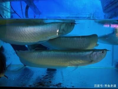 一米八魚缸養幾條龍魚好（一米八的魚缸可以養18條龍魚嗎？）