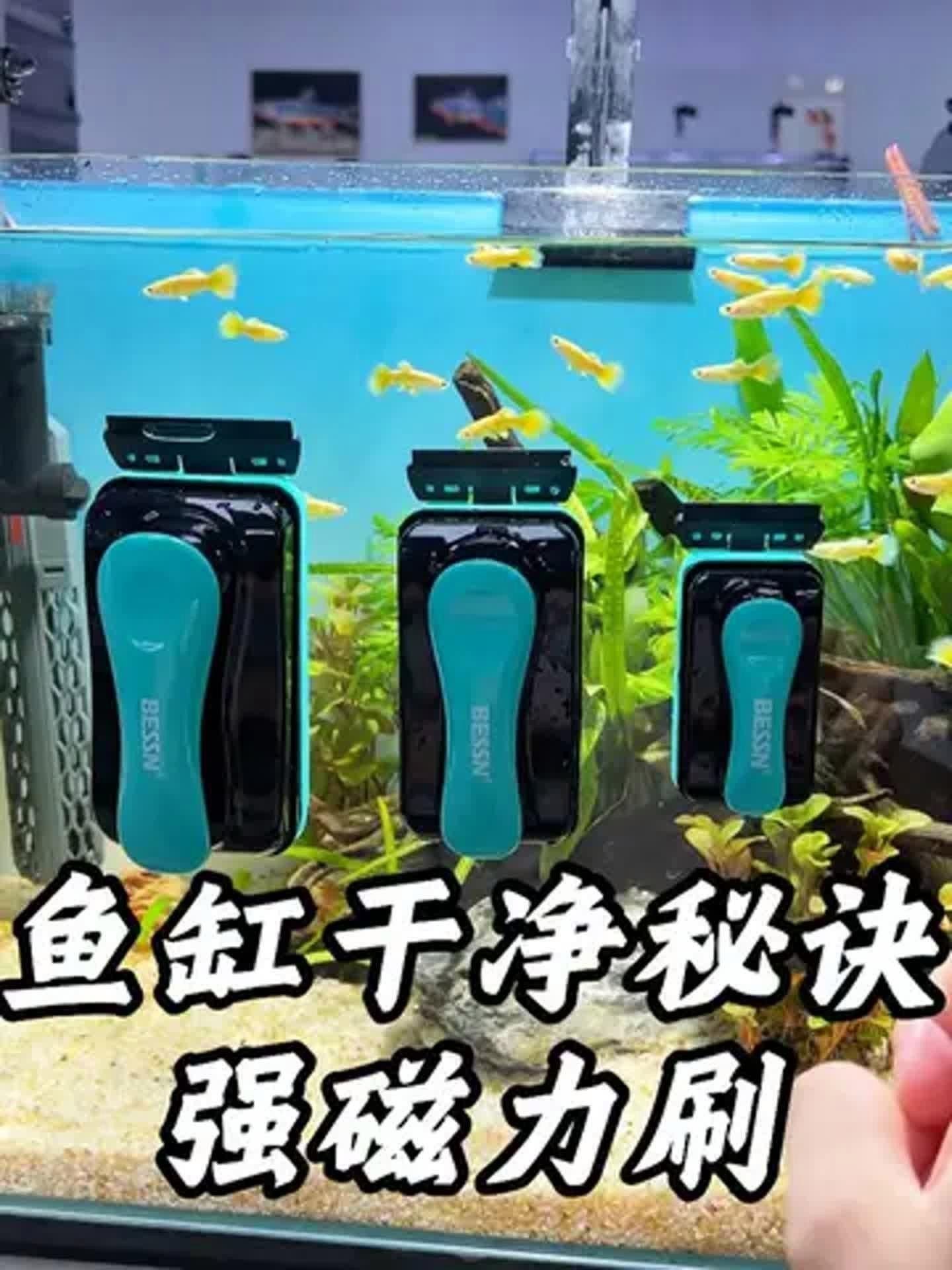 如何清潔和維護(hù)金龍魚(yú)缸背景板？