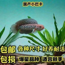 金塵雷龍魚多少錢