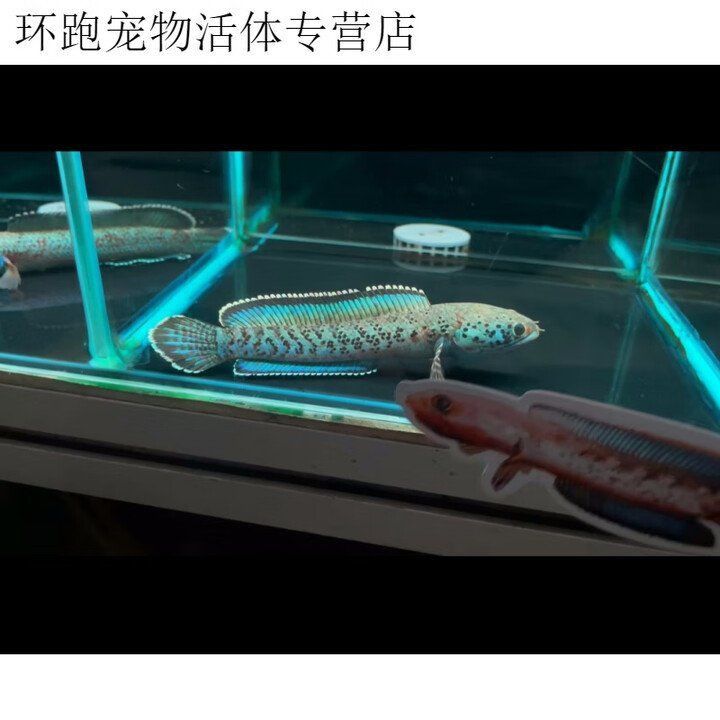 金塵雷龍魚多少錢