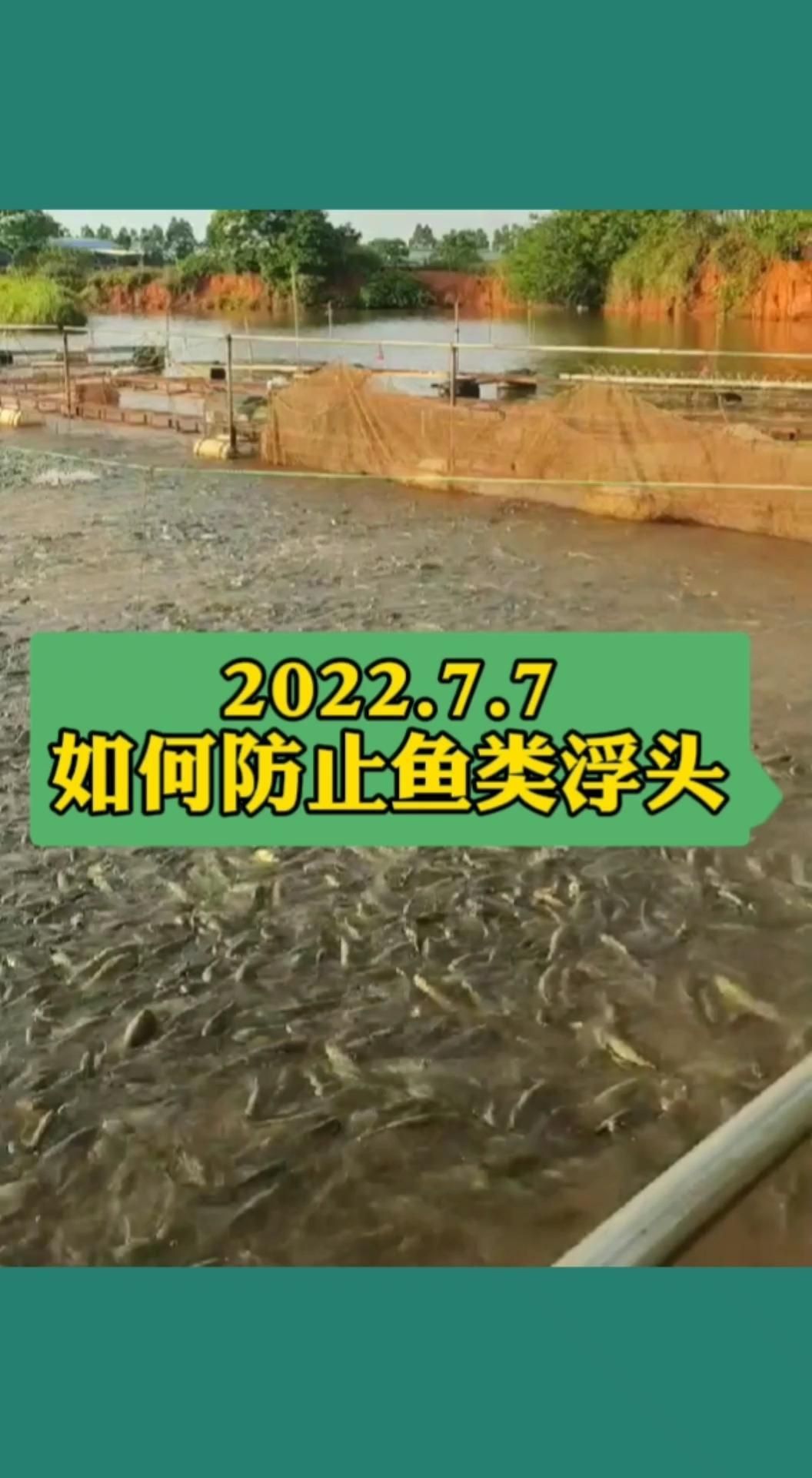 如何預防金魚浮頭？