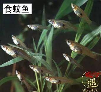龍魚得了水霉病怎么治療好：如何治療龍魚厭食癥