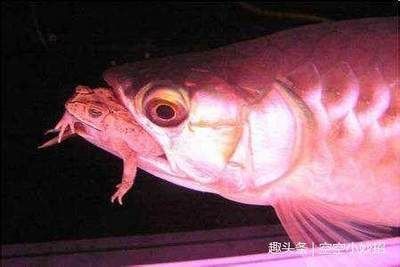 龍魚得了水霉病怎么治療好：如何治療龍魚厭食癥