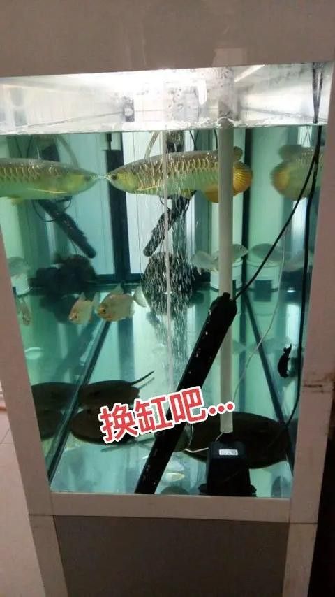 蝙蝠鯧魚和龍魚混養好嗎圖片