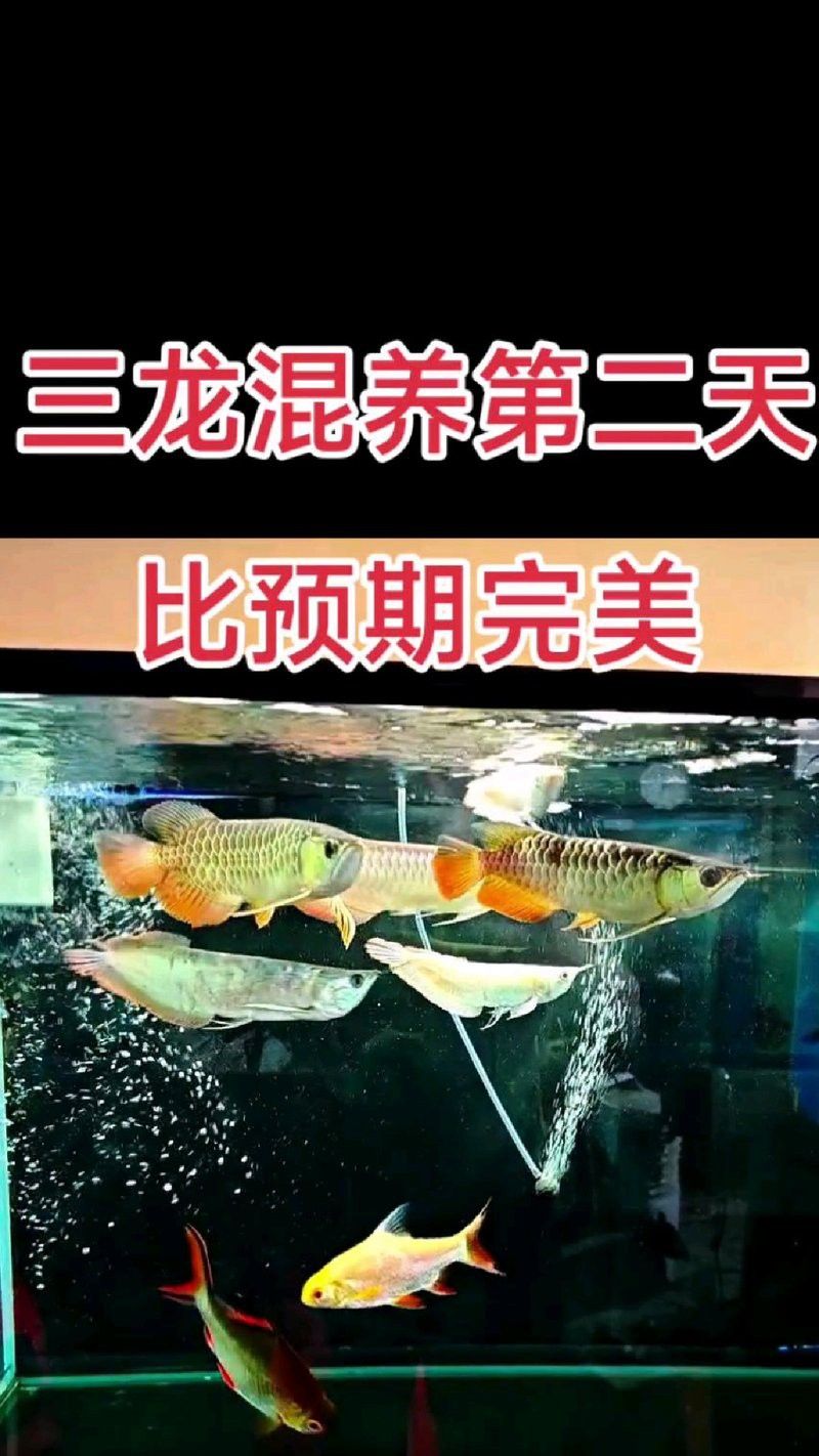 蝙蝠鯧魚和龍魚混養好嗎圖片