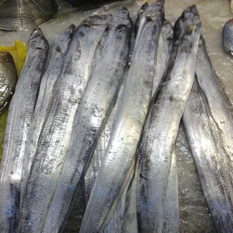 東海小白龍魚價格多少錢