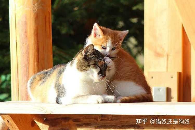 龍須貓魚(yú)混養(yǎng)多久會(huì)適應(yīng)？