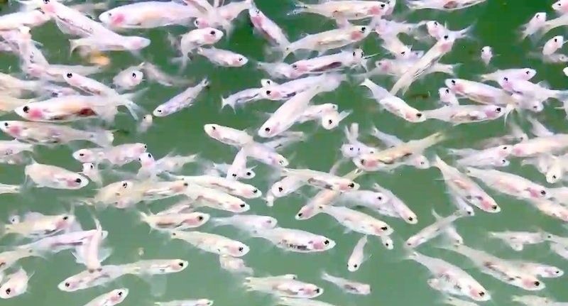 龍須貓魚(yú)混養(yǎng)多久會(huì)適應(yīng)？