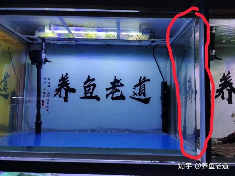 龍須貓魚(yú)混養(yǎng)多久會(huì)適應(yīng)？