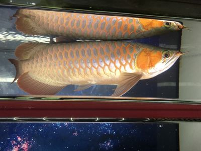 龍魚的成年長度是多長？：龍魚的成年長度是固定的不同品種的龍魚在成年時的體長會有所不同