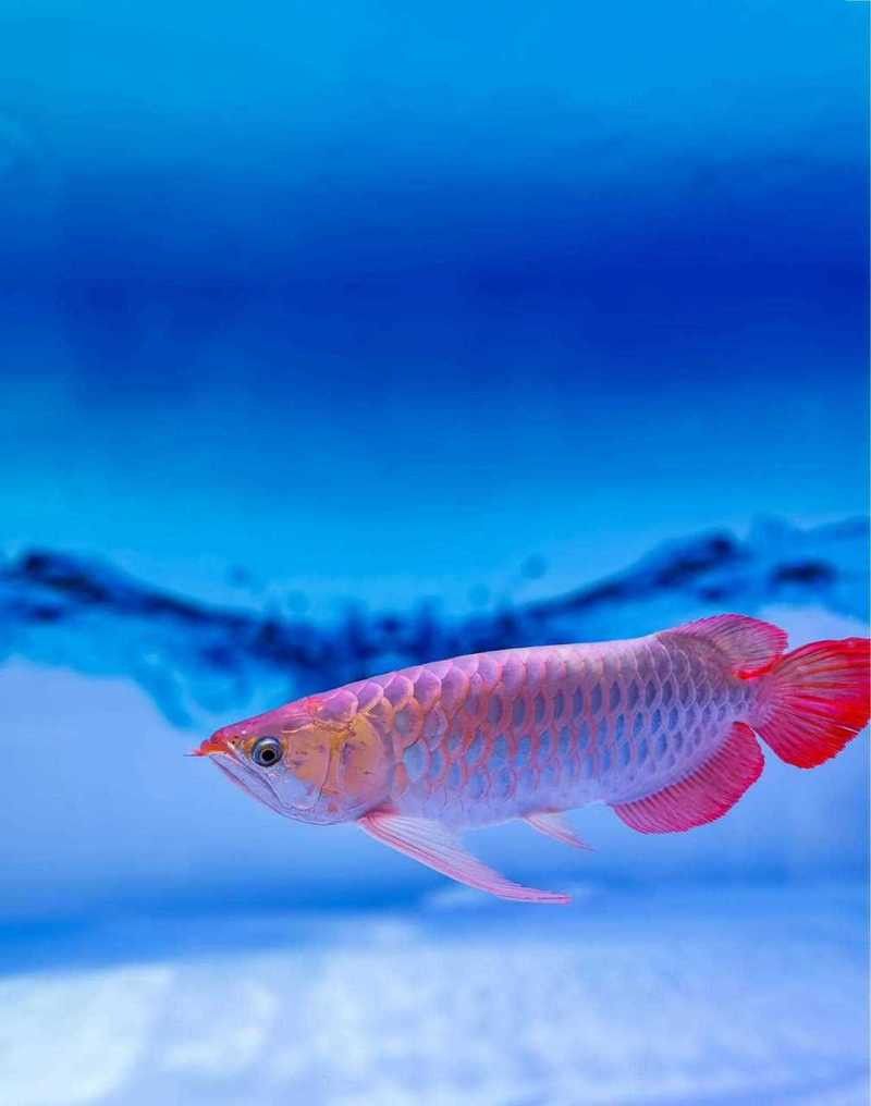 能推薦一些金龍魚攝影圖嗎？