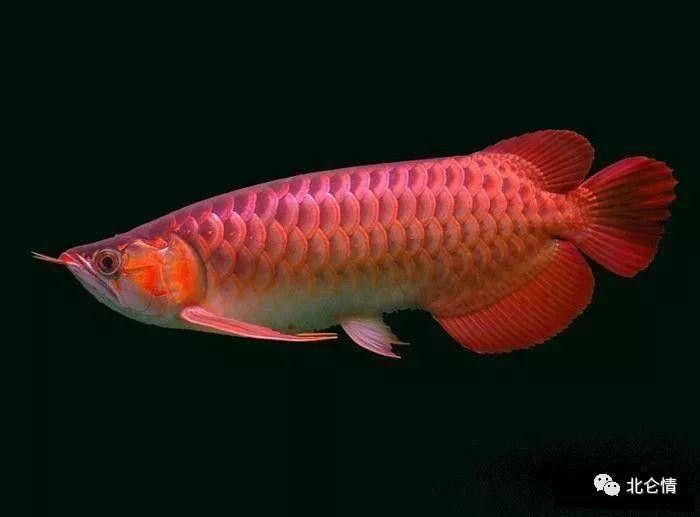 能推薦一些金龍魚攝影圖嗎？