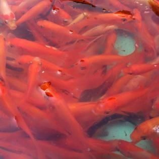 紅龍魚和孔雀龍混養技巧：混養紅龍魚和孔雀龍的注意事項