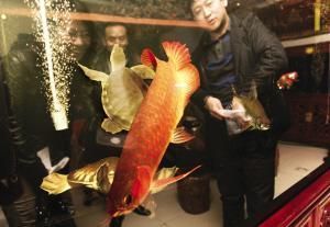 紅龍魚和孔雀龍混養技巧：混養紅龍魚和孔雀龍的注意事項