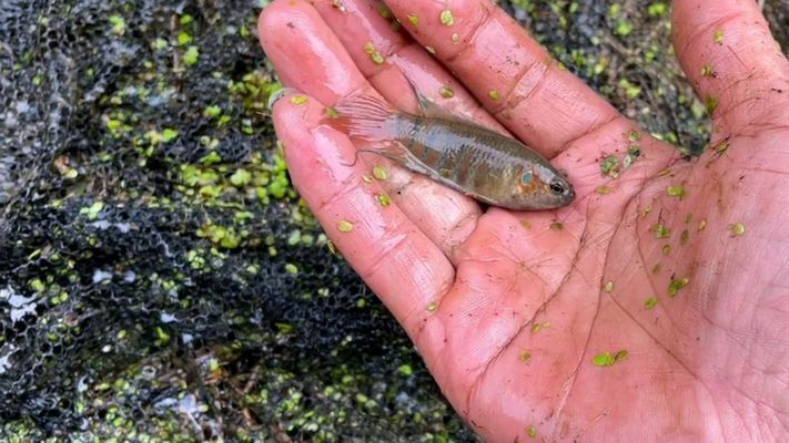 野外雷龍魚怎么抓的：在野外捕捉雷龍魚的一些方法和注意事項