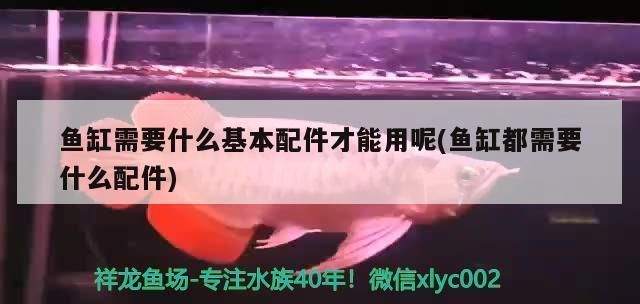 紅龍魚(yú)批發(fā)市場(chǎng)在哪里（多個(gè)城市的紅龍魚(yú)批發(fā)市場(chǎng)）
