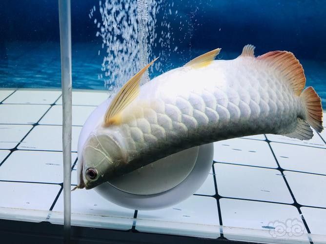 龍魚用麻藥的副作用大嗎圖片大全