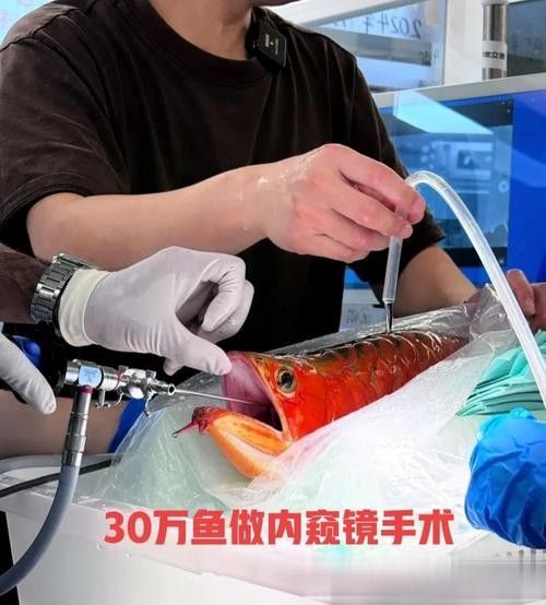 龍魚用麻藥的副作用大嗎圖片大全