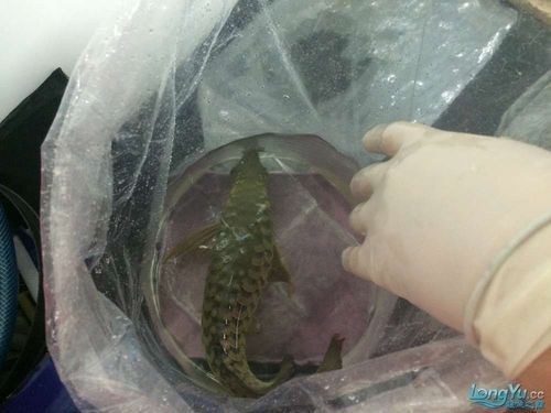 龍魚用麻藥的副作用大嗎圖片大全