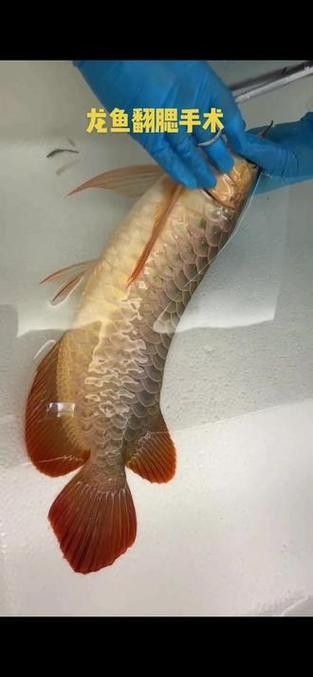 龍魚用麻藥的副作用大嗎圖片大全