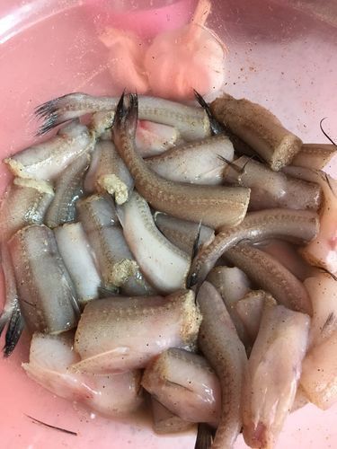 水龍魚圖片大全欣賞圖高清