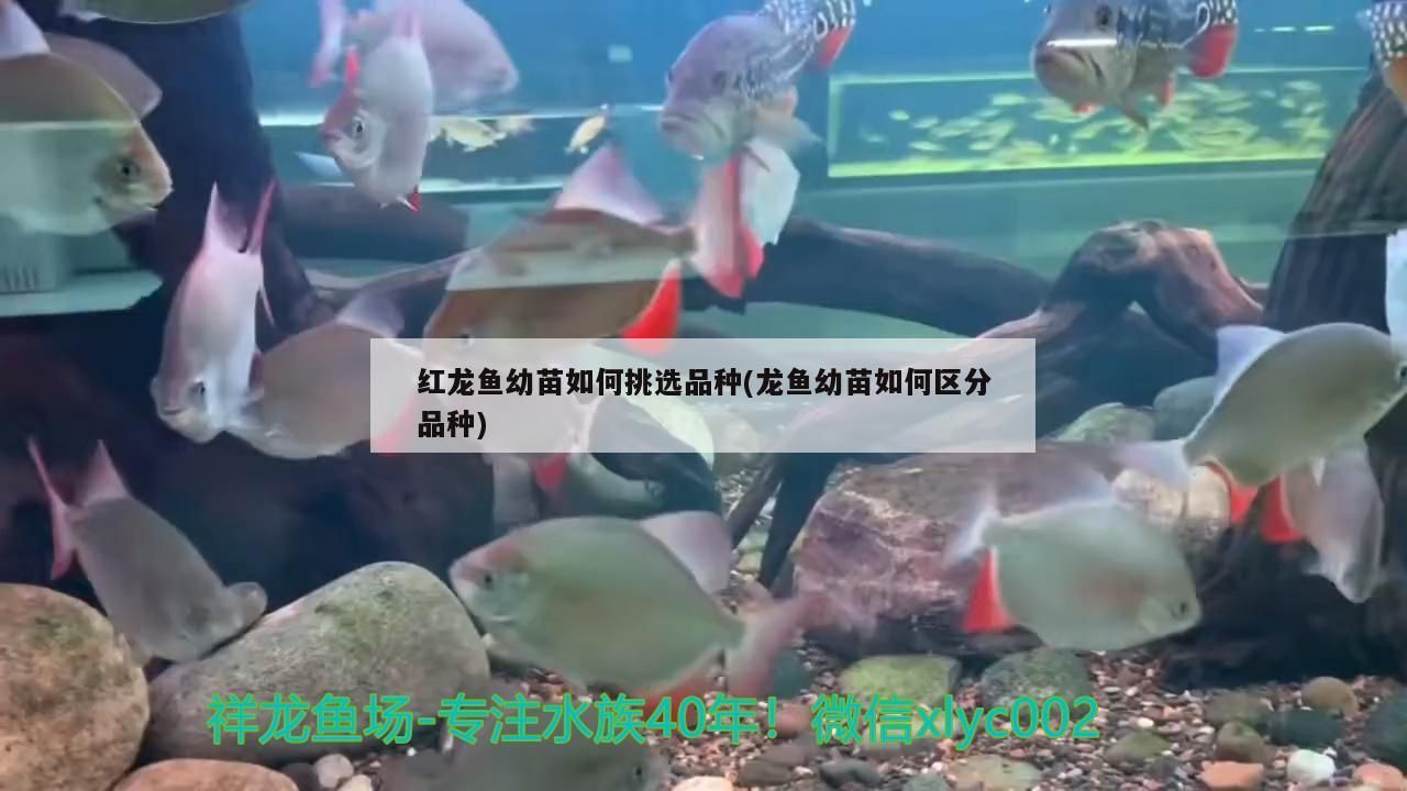 紅龍魚幼苗如何挑選品種(龍魚幼苗如何區分品種)