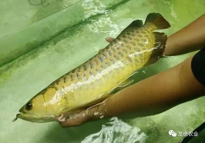 龍魚麻醉后多久喂食合適（龍魚麻醉后喂食時間取決于多種因素，包括麻醉劑、劑量、龍魚健康狀況和恢復能力）